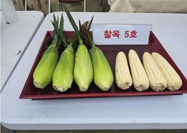 충주시, 찰지고 맛좋은 신품종 ‘찰옥5호’로 옥수수 시장 선점 나선다 기사 이미지